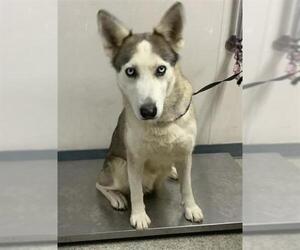 Siberian Husky-Unknown Mix Dogs for adoption in Visalia, CA, USA