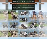 Litter of 6 - Male Catahoula Leopard Dog Puppy for Sale - Photo #4