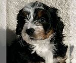 Small Photo #1 Bernedoodle (Miniature) Puppy For Sale in NEW HOLLAND, PA, USA