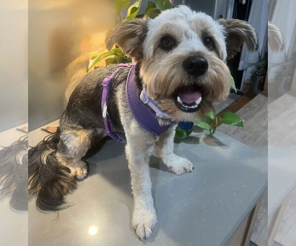 Medium Photo #16 Mutt Puppy For Sale in Allentown,, PA, USA