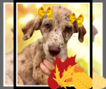 Small Catahoula Leopard Dog Mix