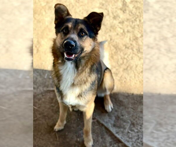 Medium Photo #2 German Shepherd Dog Puppy For Sale in Riverside, CA, USA