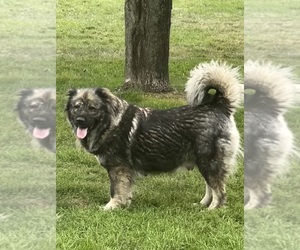 Mother of the Caucasian Shepherd Dog puppies born on 07/18/2023