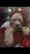 Puppy 9 Poodle (Standard)-Spinone Italiano Mix