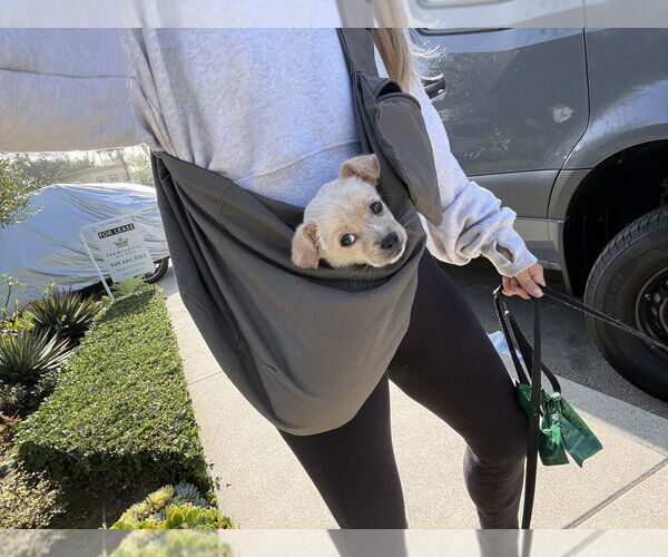 Medium Photo #2 Chihuahua-Unknown Mix Puppy For Sale in Dana Point, CA, USA