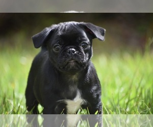 Pug Puppy for sale in PALM COAST, FL, USA