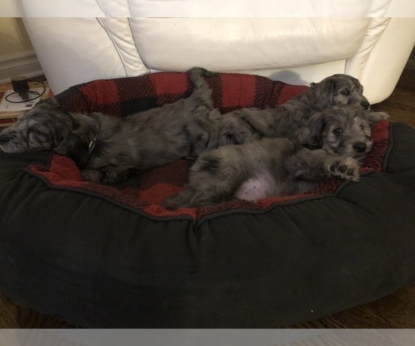 Medium Photo #31 Aussiedoodle-Poodle (Standard) Mix Puppy For Sale in COMMERCE, MI, USA
