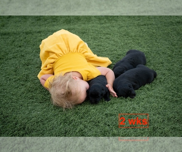 Medium Photo #2 Australian Retriever Puppy For Sale in MOORCROFT, WY, USA