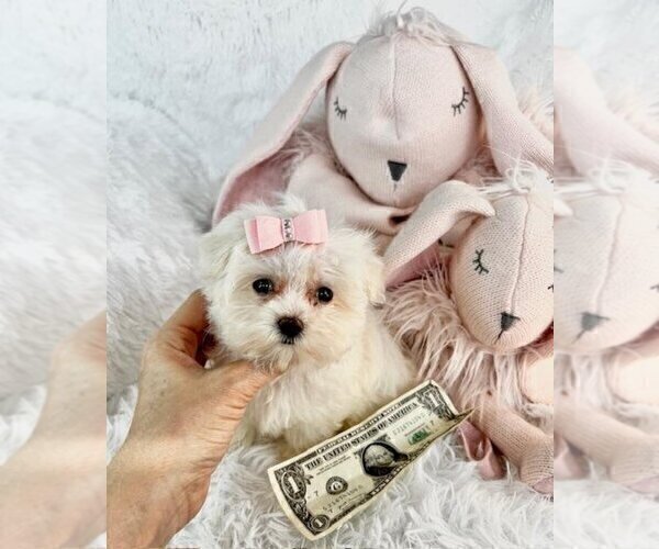 Medium Photo #11 Morkie Puppy For Sale in MIAMI BEACH, FL, USA