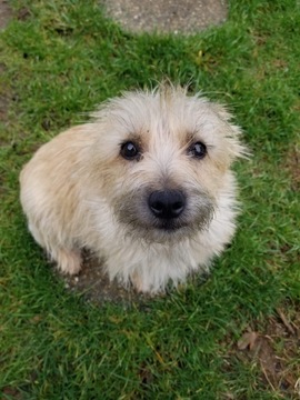 Medium Photo #1 Cairn Terrier Puppy For Sale in CLATSKANIE, OR, USA