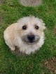 Small Photo #1 Cairn Terrier Puppy For Sale in CLATSKANIE, OR, USA