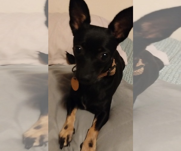 Medium Photo #4 Chihuahua Puppy For Sale in Middlesex, VT, USA