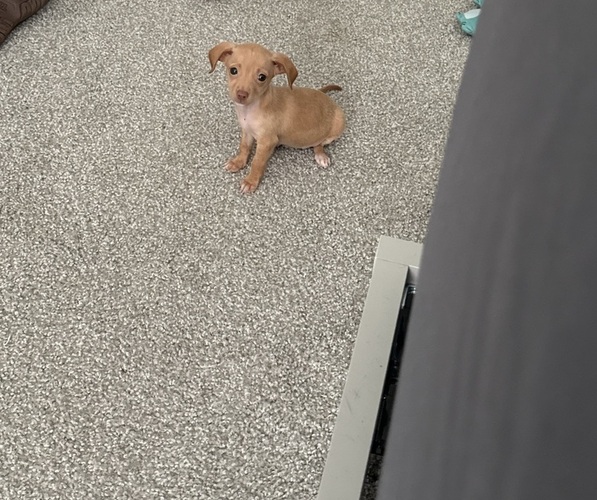 Medium Photo #1 Chihuahua Puppy For Sale in KISSIMMEE, FL, USA
