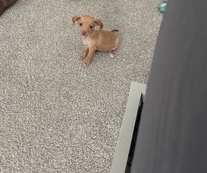 Chihuahua Puppy for sale in KISSIMMEE, FL, USA