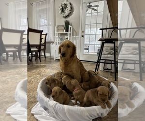 Mother of the Golden Retriever puppies born on 02/01/2024