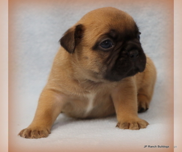 Medium Photo #23 French Bulldog Puppy For Sale in WINNSBORO, TX, USA