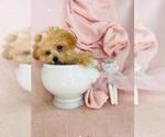 Small #7 Poodle (Toy)