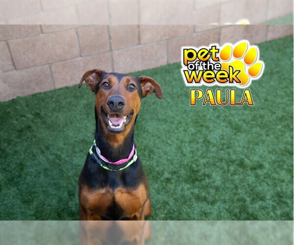 Medium Photo #2 Doberman Pinscher-Unknown Mix Puppy For Sale in Moreno Valley, CA, USA