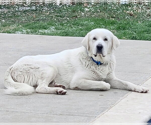 Medium Photo #4 Great Pyrenees Puppy For Sale in Spring, TX, USA