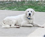 Small #3 Great Pyrenees
