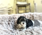 Small Cavapoo (Miniature)