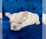 Small Photo #9 French Bulldog Puppy For Sale in CHARLOTTE, NC, USA