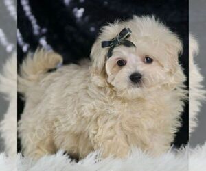 Medium Maltipoo (Miniature)