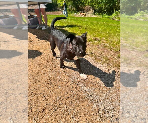 Medium Photo #4 Mutt Puppy For Sale in New London, WI, USA