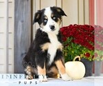 Bonnie - Female Miniature Australian Shepherd Puppy for Sale - Photo #4