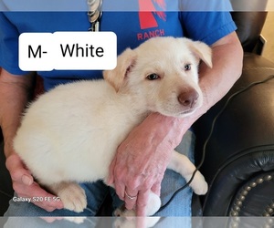 German Shepherd Dog Puppy for Sale in SCOTTSVILLE, Kentucky USA