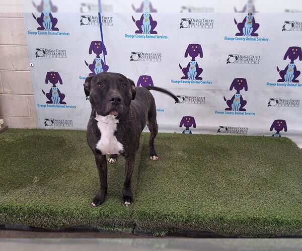 Medium Photo #1 Mutt Puppy For Sale in Orlando, FL, USA