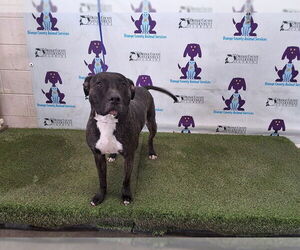 Mutt Dogs for adoption in Orlando, FL, USA