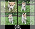 Small Photo #2 Siberian Husky Puppy For Sale in TALLAPOOSA, GA, USA