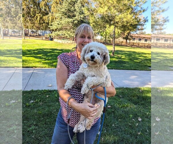 Medium Photo #11 Poodle (Miniature)-Unknown Mix Puppy For Sale in  Ramona, CA, USA