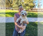 Small Photo #11 Poodle (Miniature)-Unknown Mix Puppy For Sale in  Ramona, CA, USA