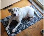 Small #20 American Staffordshire Terrier Mix