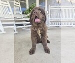 Small #7 Newfoundland