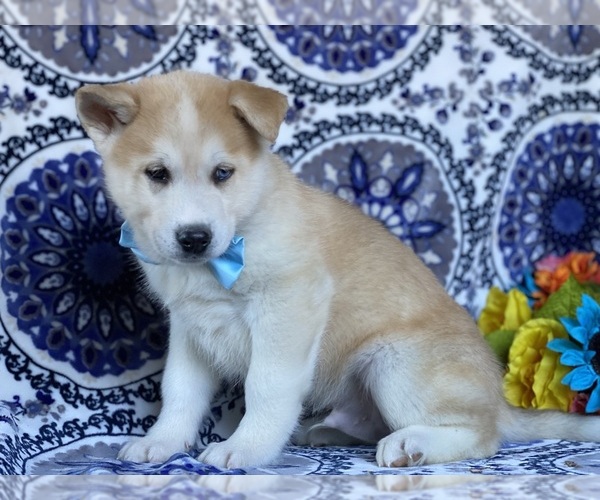Medium Photo #1 Akita-Siberian Husky Mix Puppy For Sale in LANCASTER, PA, USA