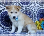 Small Photo #1 Akita-Siberian Husky Mix Puppy For Sale in LANCASTER, PA, USA