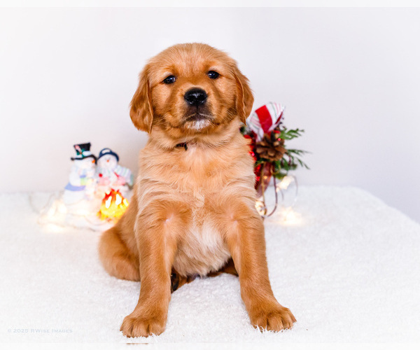Medium Photo #1 Golden Retriever Puppy For Sale in WAKARUSA, IN, USA