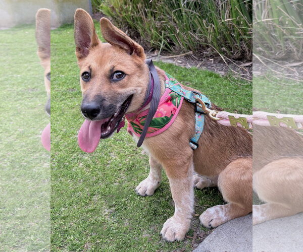 Medium Photo #5 German Shepherd Dog-Unknown Mix Puppy For Sale in Corona, CA, USA