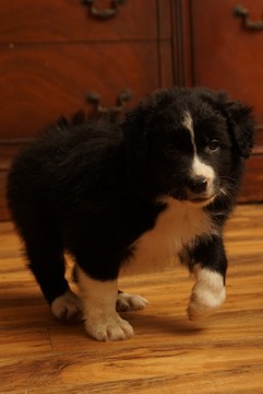 Medium Photo #1 Border Collie Puppy For Sale in EVANS, CO, USA