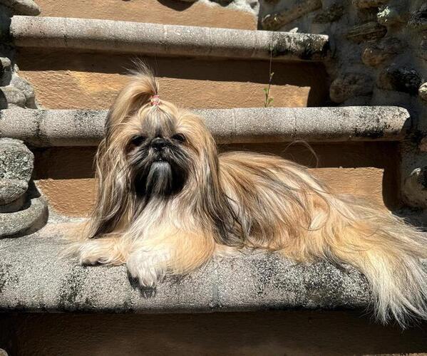 Medium Photo #1 Shih Tzu Puppy For Sale in MERRITT ISLAND, FL, USA