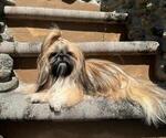 Small Photo #1 Shih Tzu Puppy For Sale in MERRITT ISLAND, FL, USA