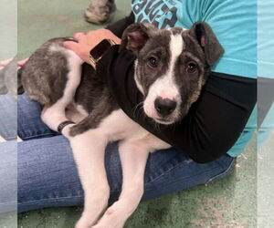 Border Collie Dogs for adoption in GILBERTS, IL, USA