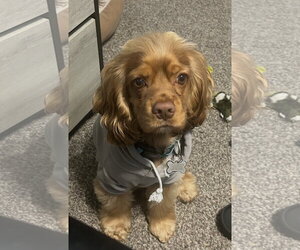 Cocker Spaniel Dogs for adoption in Livonia, MI, USA