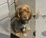 Small Cocker Spaniel