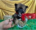 Small Photo #3 Pomeranian Puppy For Sale in HAYWARD, CA, USA