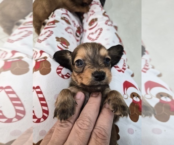 Medium Photo #4 Dachshund Puppy For Sale in SAINT CLOUD, FL, USA