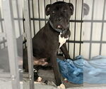 Small #13 American Staffordshire Terrier-Boxer Mix